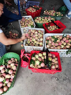 端午采摘活动7.jpg